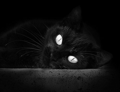 《守望先锋大赛，策略与反应的极限考验》，守望先锋大师赛