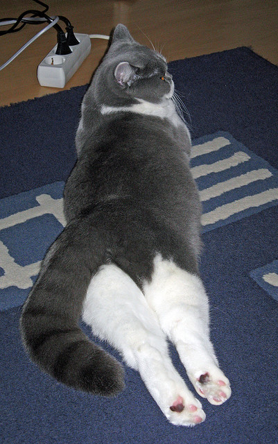 “法甲劲旅火拼，激烈战况令人期待”，法甲友谊赛