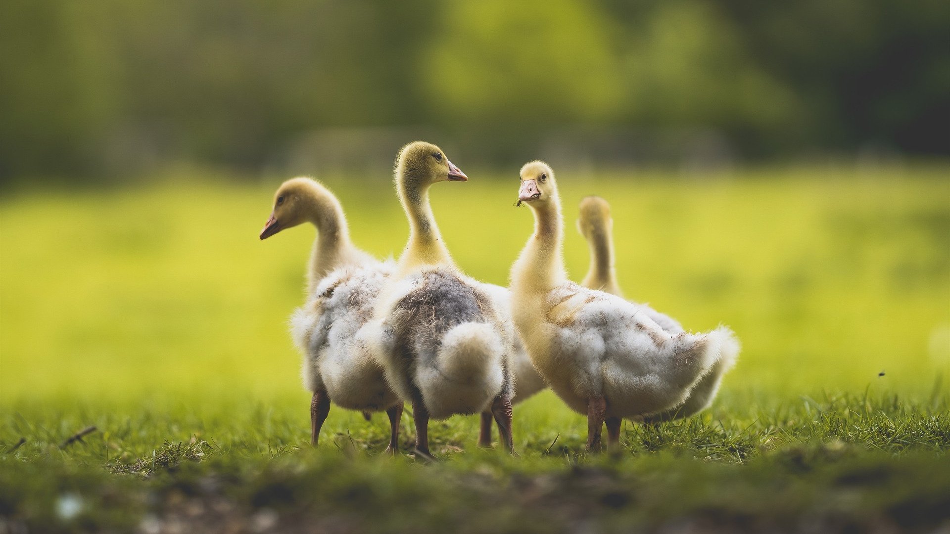 《Valorant年度对抗赛，年轻战队创造奇迹》，valorant职业选手