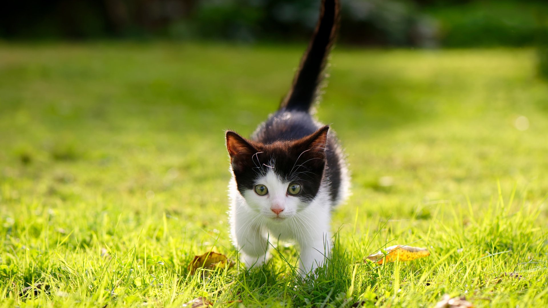 《Valorant年度对抗赛，年轻战队创造奇迹》，valorant职业选手