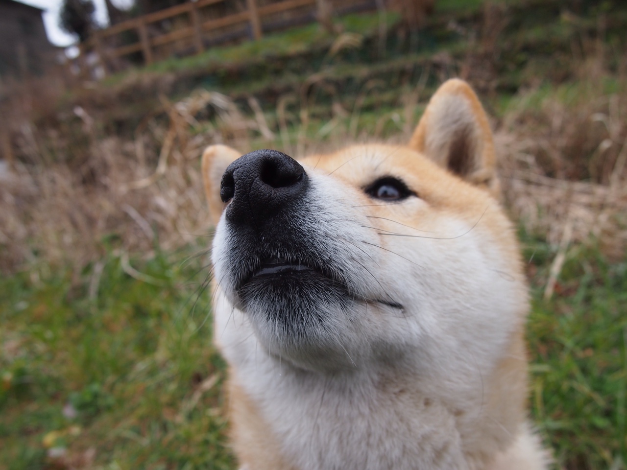 国际名将来华参赛,提升中国足球国际影响力,中国足球国家队引进外籍